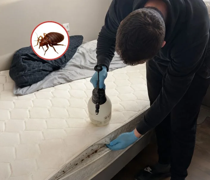 Technicien traitant un matelas contre les punaises de lit à L'Île-Saint-Denis